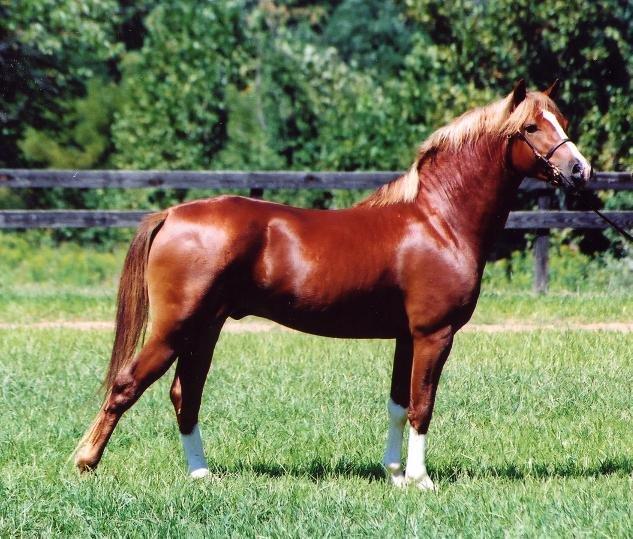 dresdenmida2002.jpg